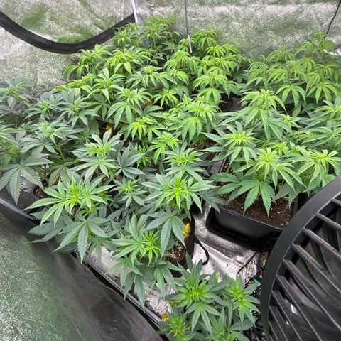 Green gelato growlog timeline photo