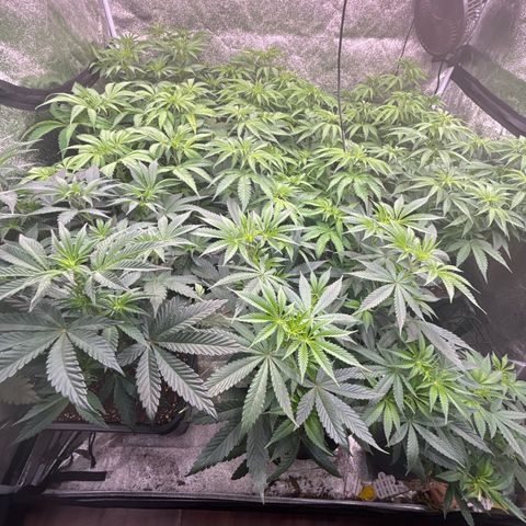 Green gelato growlog timeline photo
