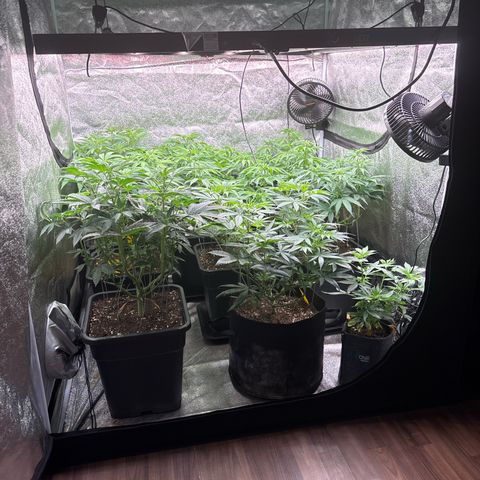 Green gelato growlog timeline photo