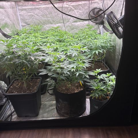 Green gelato growlog timeline photo