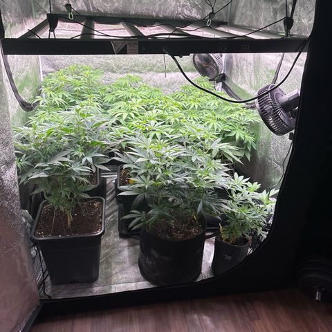 Green gelato growlog timeline photo