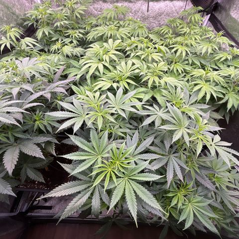 Green gelato growlog timeline photo