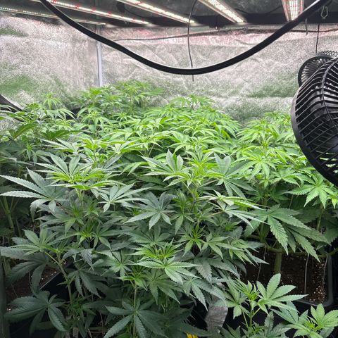 Green gelato growlog timeline photo
