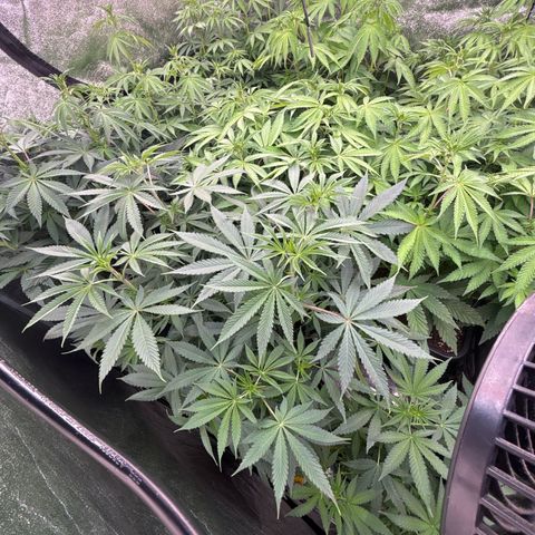 Green gelato growlog timeline photo