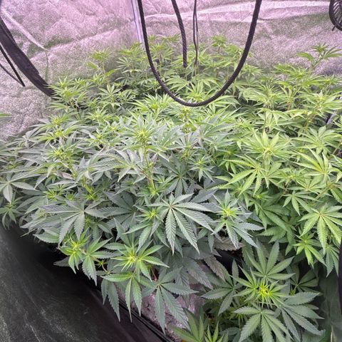 Green gelato growlog timeline photo