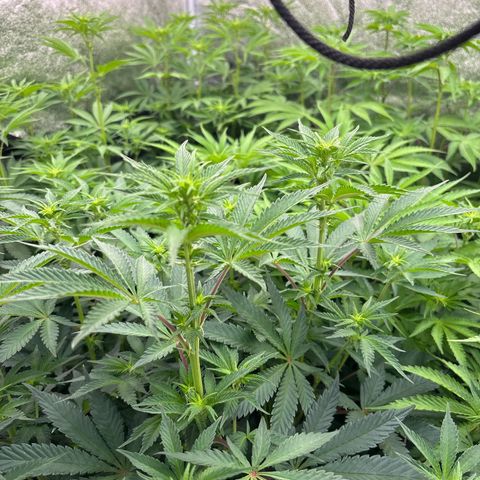 Green gelato growlog timeline photo