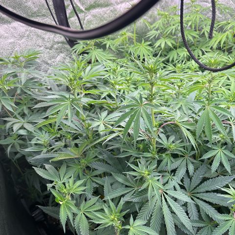 Green gelato growlog timeline photo