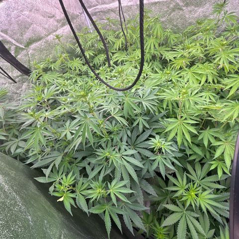 Green gelato growlog timeline photo