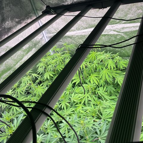 Green gelato growlog timeline photo