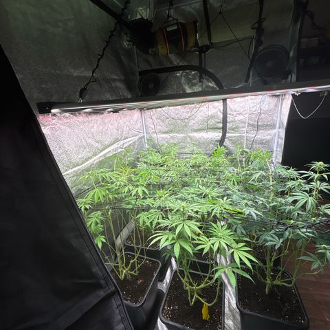 Green gelato growlog timeline photo