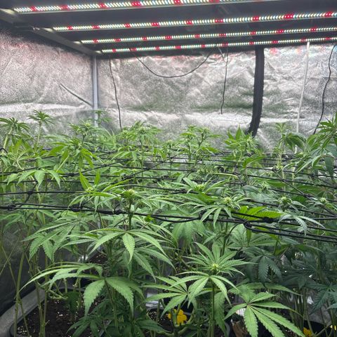 Green gelato growlog timeline photo