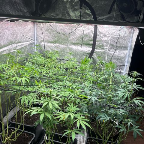 Green gelato growlog timeline photo