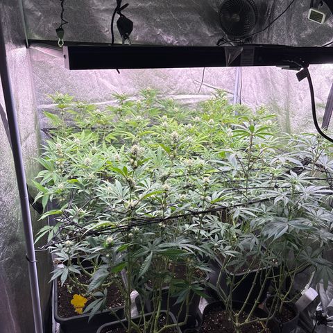 Green gelato growlog timeline photo
