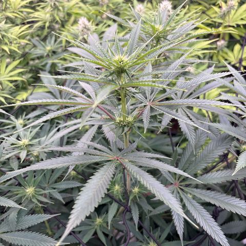 Green gelato growlog timeline photo