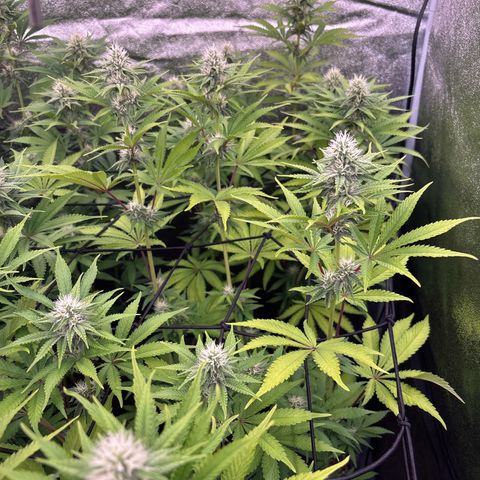 Green gelato growlog timeline photo