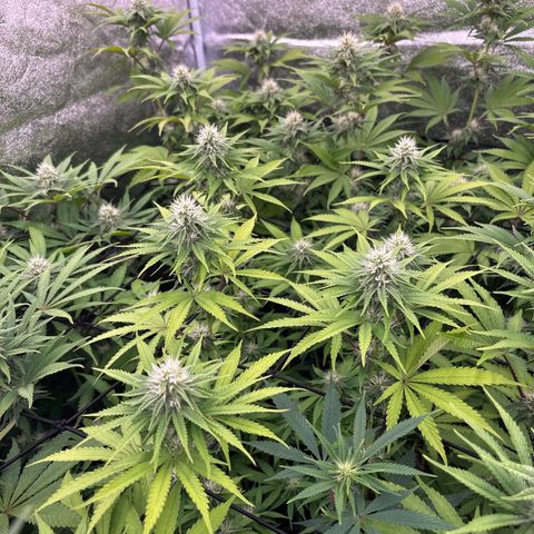 Green gelato growlog timeline photo