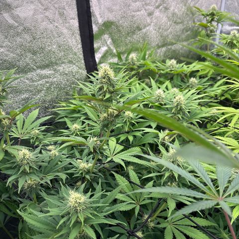 Green gelato growlog timeline photo