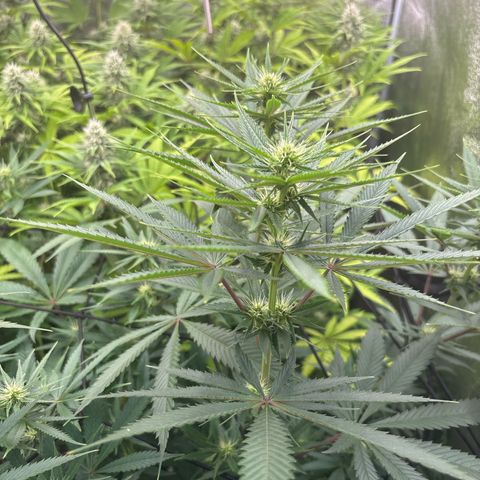 Green gelato growlog timeline photo