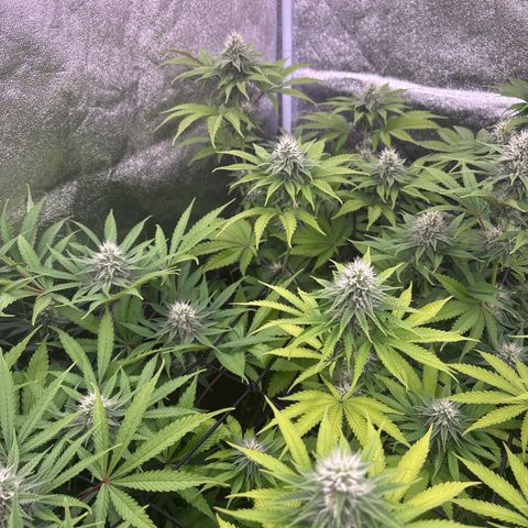Green gelato growlog timeline photo