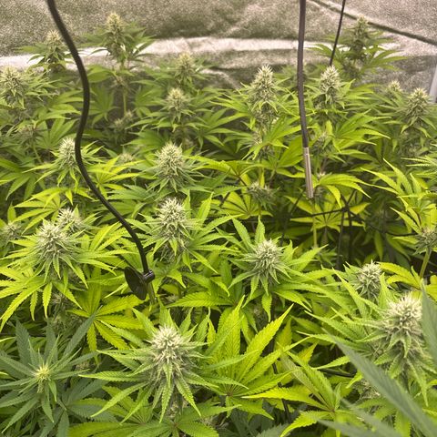 Green gelato growlog timeline photo