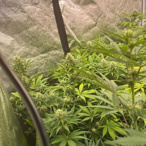 Green gelato growlog timeline photo