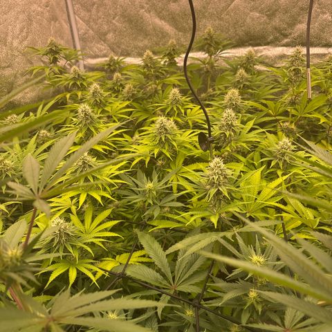Green gelato growlog timeline photo