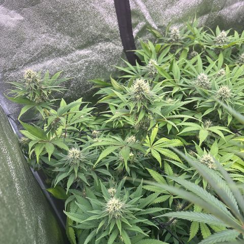 Green gelato growlog timeline photo