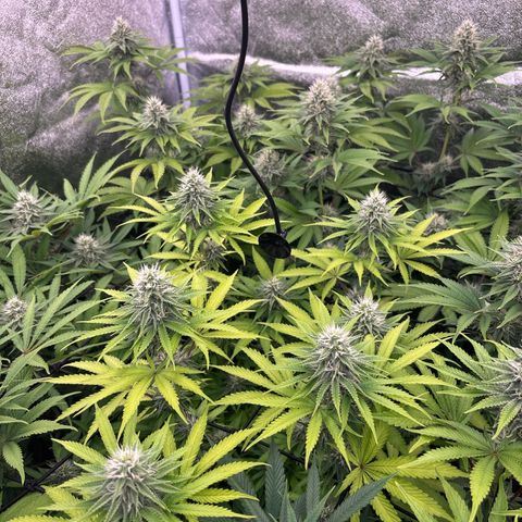 Green gelato growlog timeline photo