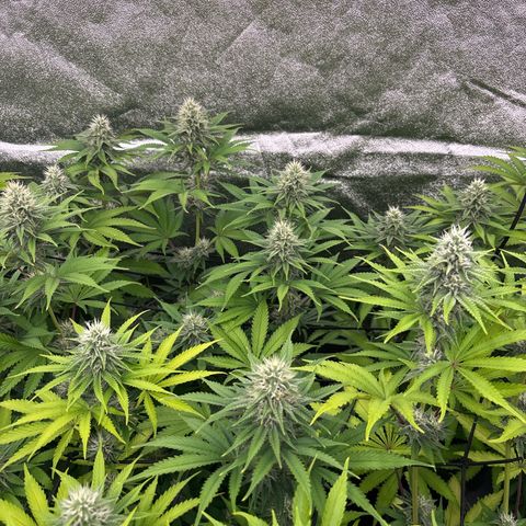 Green gelato growlog timeline photo