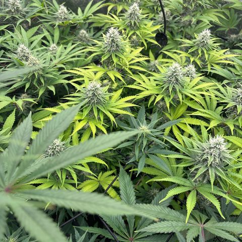 Green gelato growlog timeline photo