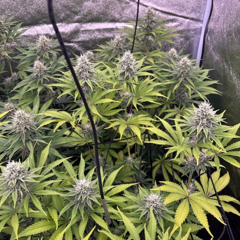 Green gelato growlog timeline photo