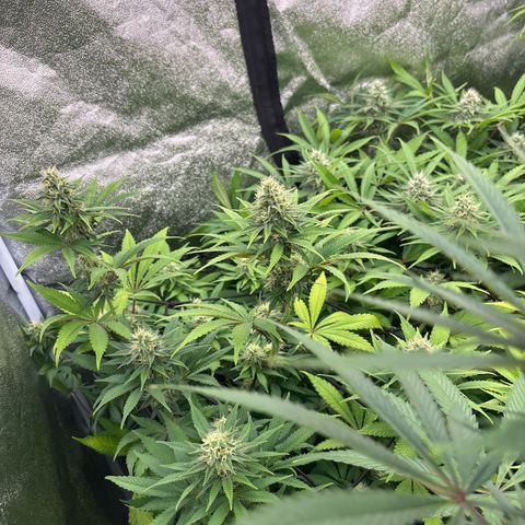Green gelato growlog timeline photo