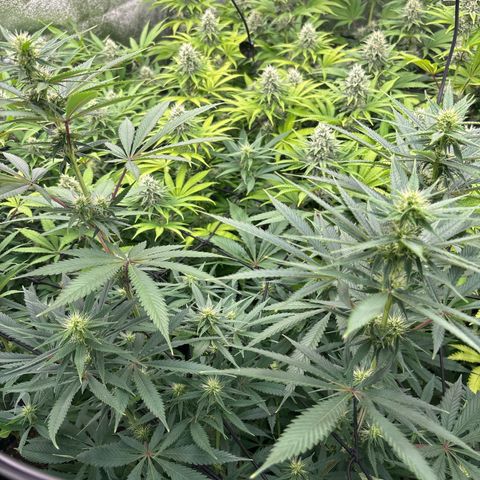Green gelato growlog timeline photo