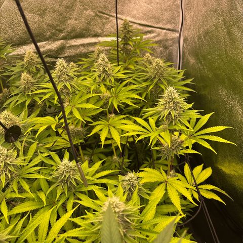 Green gelato growlog timeline photo