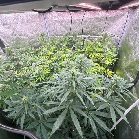 Green gelato growlog timeline photo