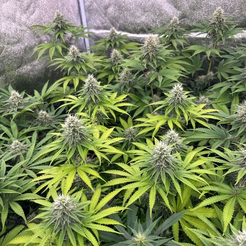 Green gelato growlog timeline photo