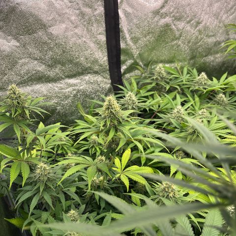 Green gelato growlog timeline photo