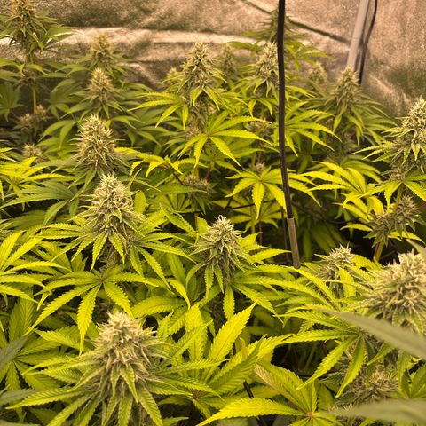 Green gelato growlog timeline photo