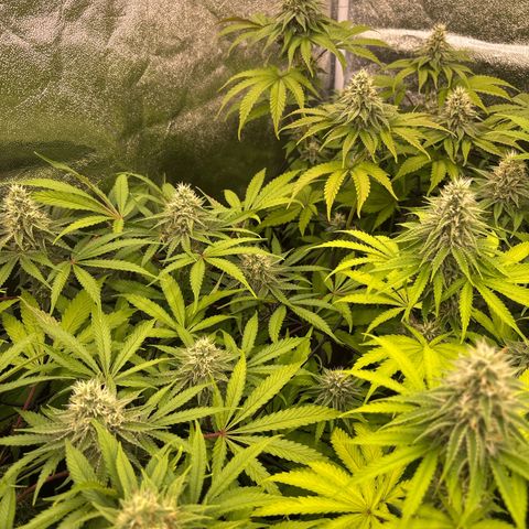 Green gelato growlog timeline photo