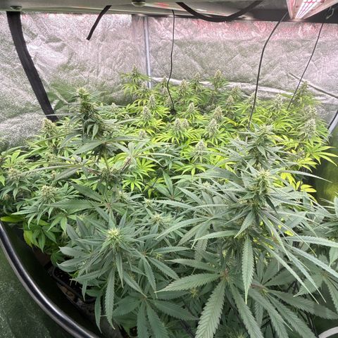 Green gelato growlog timeline photo
