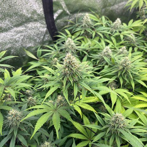 Green gelato growlog timeline photo