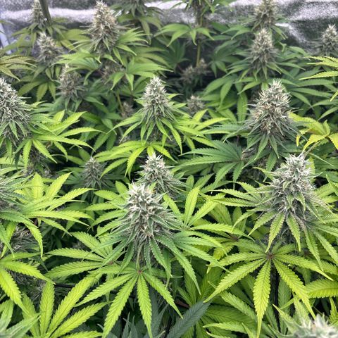 Green gelato growlog timeline photo