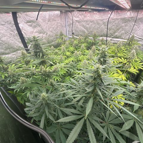 Green gelato growlog timeline photo