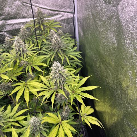 Green gelato growlog timeline photo