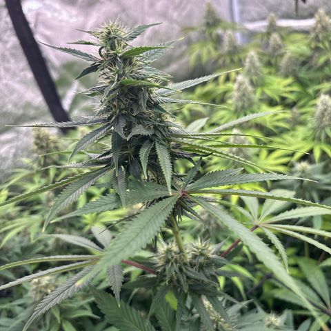 Green gelato growlog timeline photo