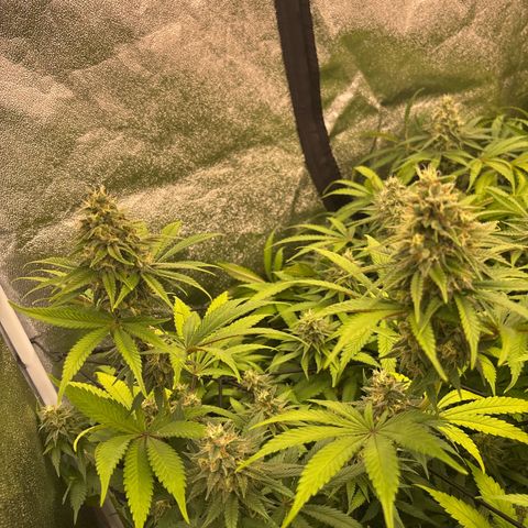 Green gelato growlog timeline photo