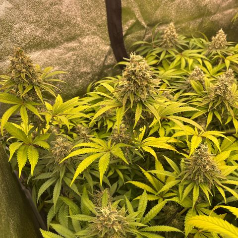 Green gelato growlog timeline photo