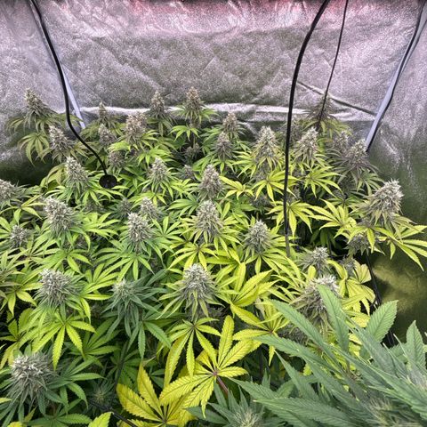 Green gelato growlog timeline photo