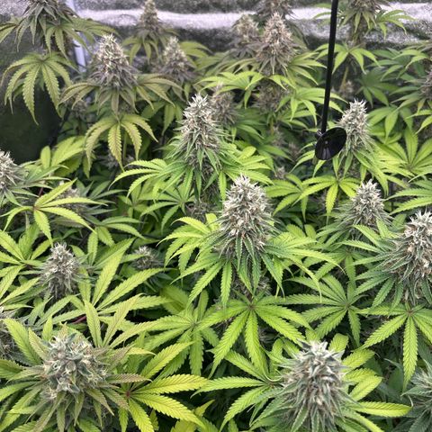 Green gelato growlog timeline photo