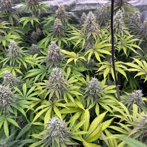 Green gelato growlog timeline photo